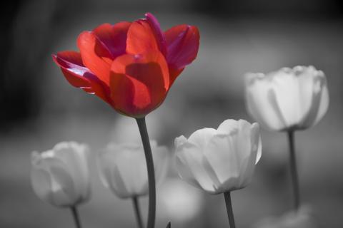 slideshow