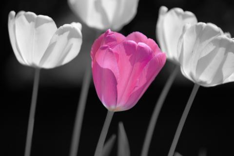 slideshow