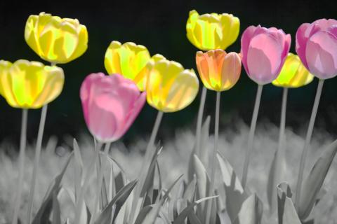 slideshow